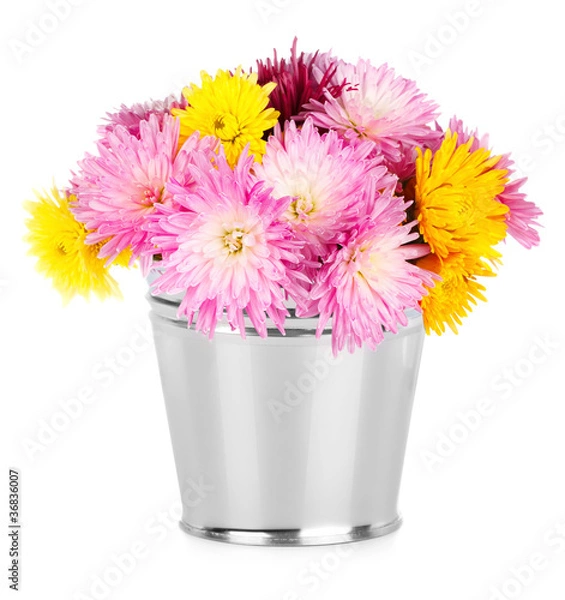 Obraz Chrysanthemum in bucket on white background
