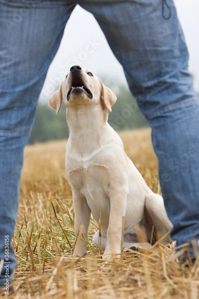Fototapeta Bester Freund des Menschen