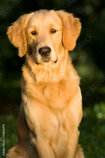 Fototapeta Golden Retriver