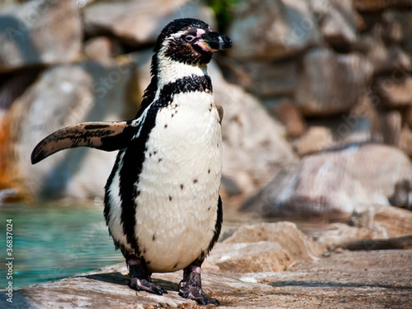 Obraz Humboldt Penguin
