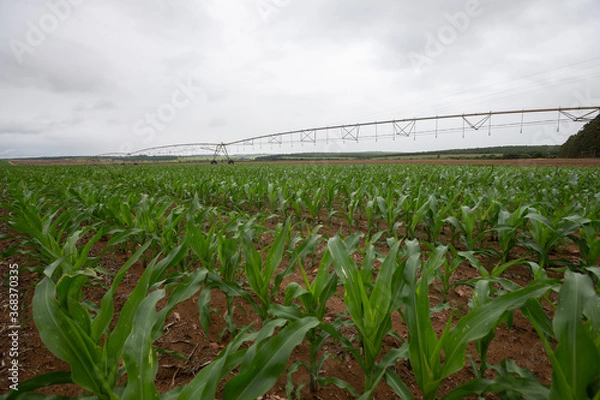 Fototapeta center pivot agricultural irrigation system watering on a farm