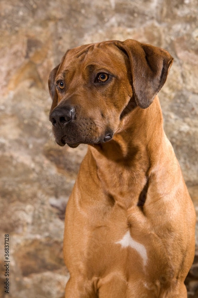Fototapeta Rhodesian Ridgeback
