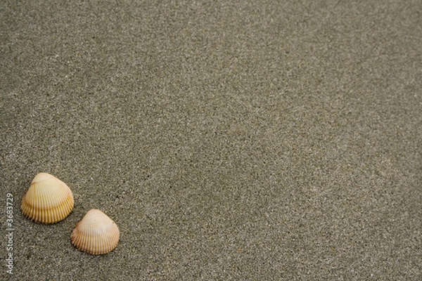 Fototapeta Two seashells on a grey sandy beach..
