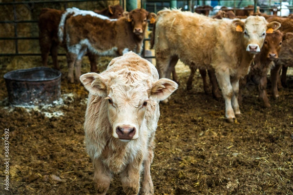 Fototapeta Pequeña Ternera