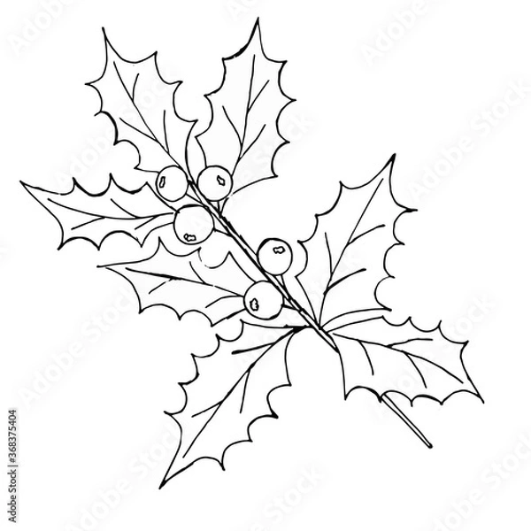 Obraz Vector vintage set of hand drawn, tradition Christmas decoration plants. Hand drawn holly isolated on a white background. Great for invitation and greeting cards
