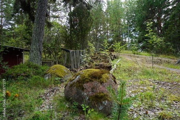 Fototapeta Bosque Verde