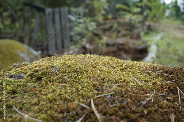 Fototapeta Bosque Verde