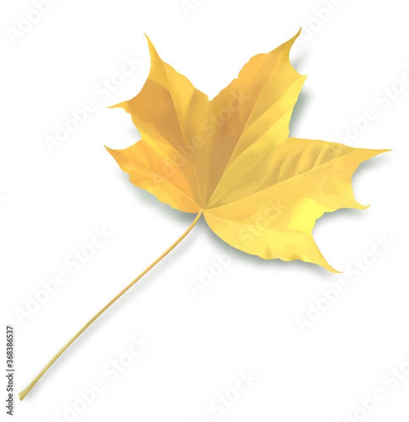 Obraz Żółty liść klonu