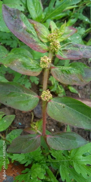 Obraz fern in the forest