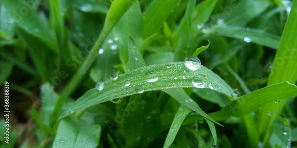 Obraz water drops on grass