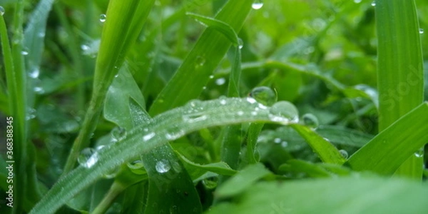 Obraz water drops on grass