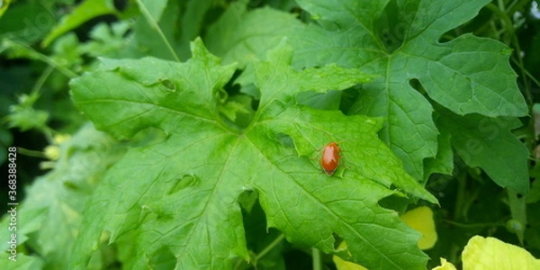 Obraz ladybug on leaf