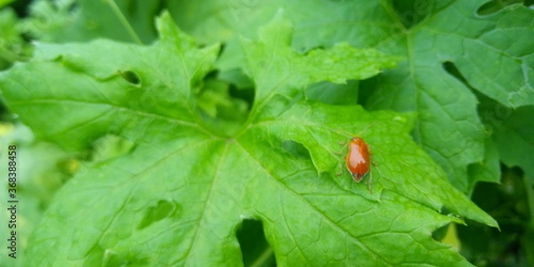 Obraz ladybug on leaf