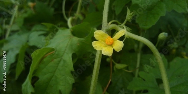 Obraz yellow flower in spring