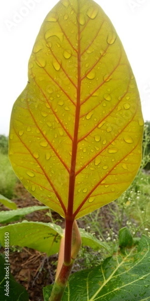 Obraz green leaf on a green background