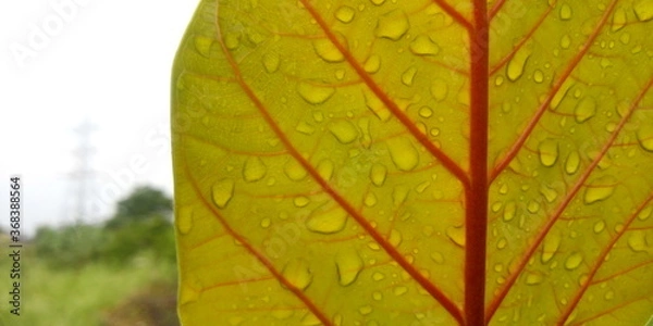 Obraz autumn leaf in the rain