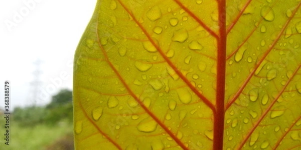 Obraz autumn leaf with water drops