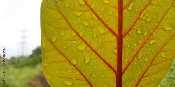 Obraz leaf with drops