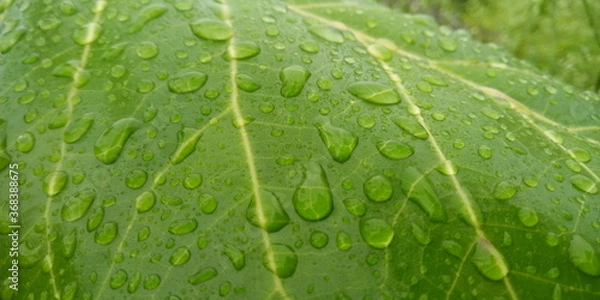 Obraz water drops on leaf