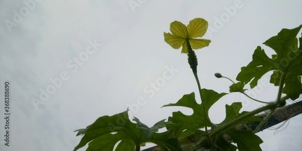 Obraz bitter melon flower