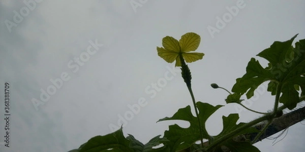 Obraz bitter melon flower