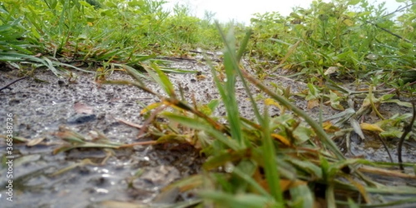 Obraz frog in the pond