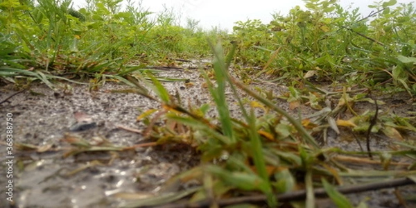 Obraz grass and water