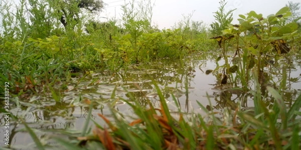 Obraz grass and water