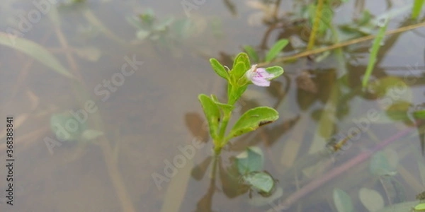 Obraz frog in the pond