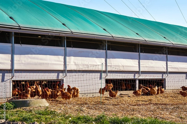 Fototapeta Detail of a mobile chicken coop with fence and chickens on an organic farm.