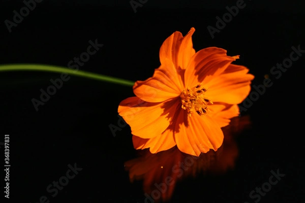 Obraz orange flower on black background