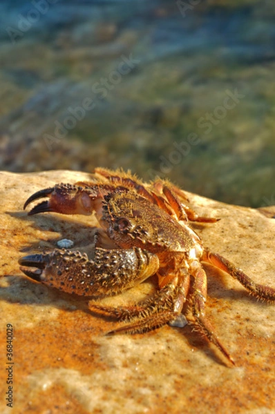 Fototapeta granchio