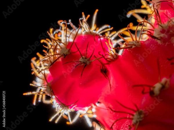 Obraz Extreme closeup of moon cactus with backlight