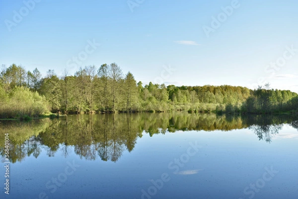 Fototapeta trees are reflected in a small lake