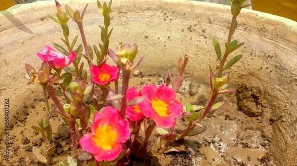 Obraz spring crocus flowers