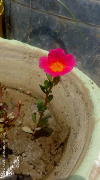 Obraz flower in the water