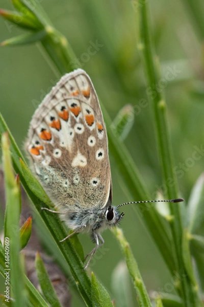 Obraz butterfly on leaf