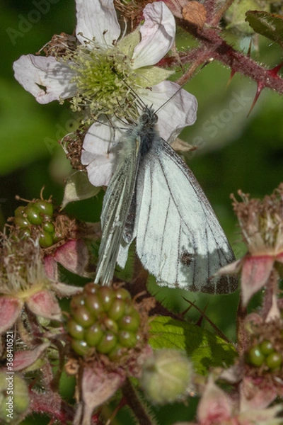 Obraz butterfly on a leaf