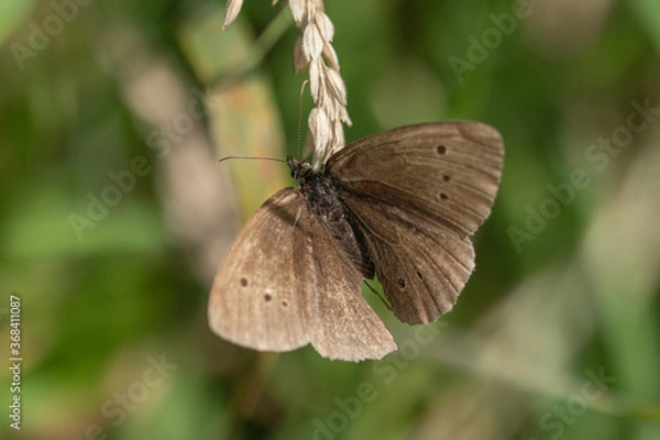 Obraz Butterfly at rest