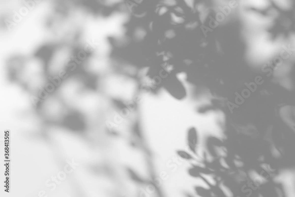 Fototapeta Gray shadow of tree leaves and branches on a white wall. Abstract neutral nature concept blurred background. Space for text. Shadow for natural light effects.
