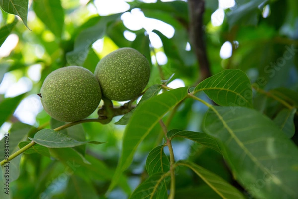 Fototapeta Walnuts maturing on a tree in the garden-summer harvest