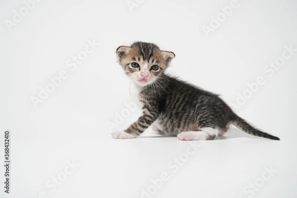 Fototapeta Tabby Cat kitten posing on white background tiger marble stripe