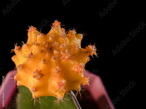 Obraz Yellow moon cactus in a pot
