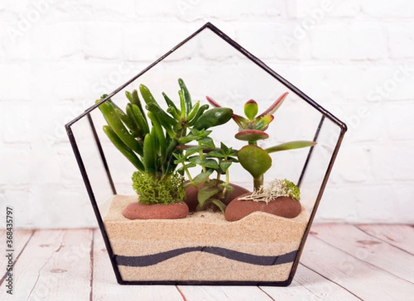 Fototapeta Geometric florarium with succulent plants.