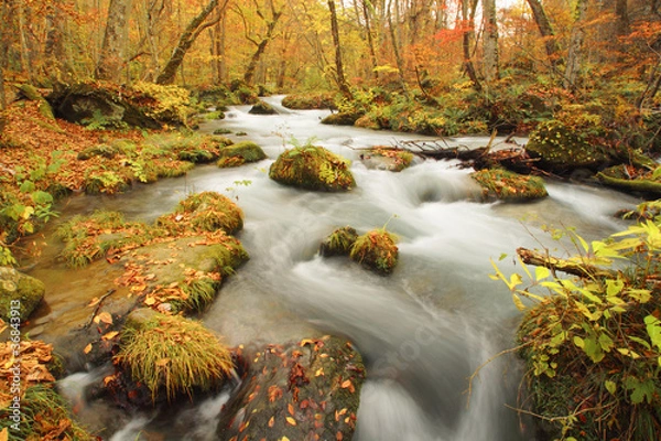 Obraz 秋の奥入瀬渓流