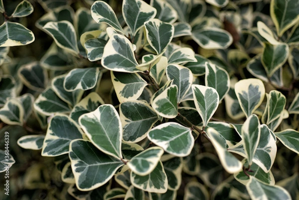 Fototapeta Ficus triangularis leaves close up