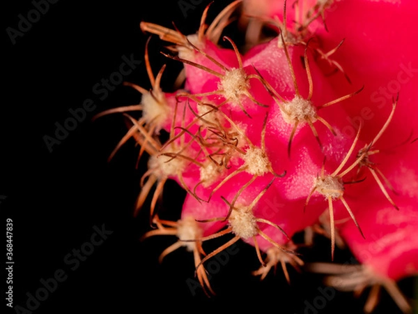 Obraz Extreme closeup of pink moon cactus