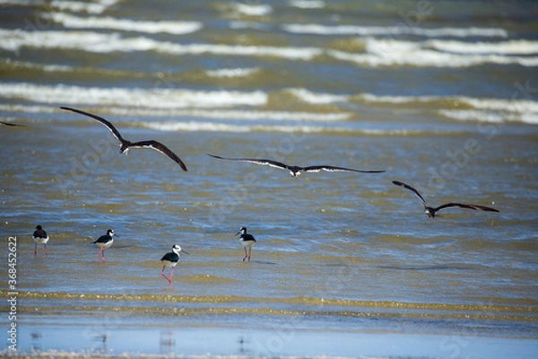 Obraz seagulls in flight