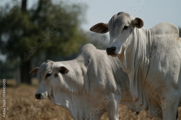 Fototapeta Bovinocultura