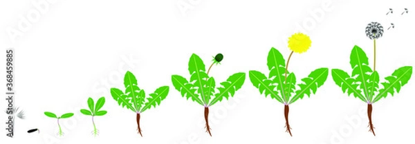 Fototapeta Cycle of growth of a dandelion plant isolated on a white background.